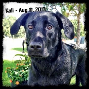 Kali