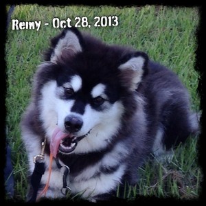 Remy