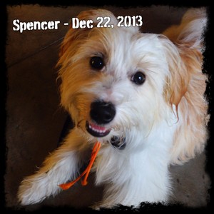 Spencer