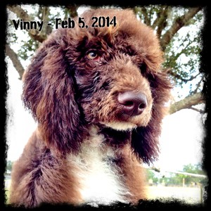 Vinny