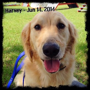 Harvey