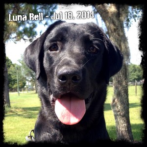 Luna Bell