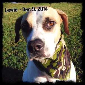 Lewie