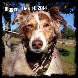 Rigger