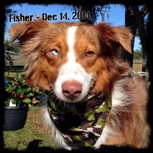 Fisher