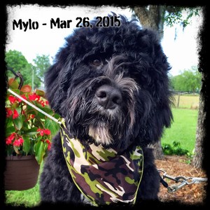 Mylo