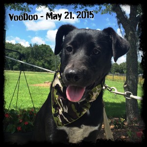 VooDoo