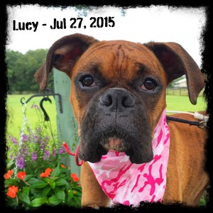 Lucy