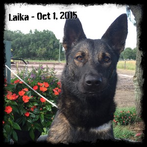 Laika