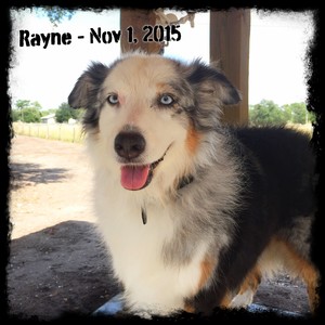 Rayne