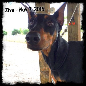 Ziva