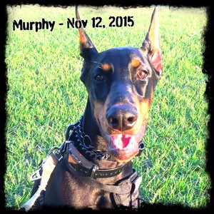 Murphy