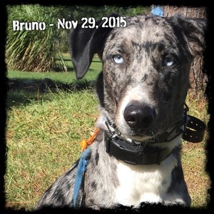 Bruno