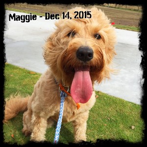 Maggie