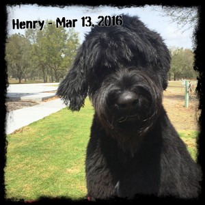 Henry