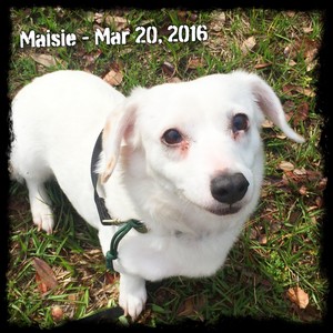 Maisie