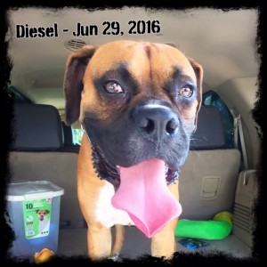 Diesel