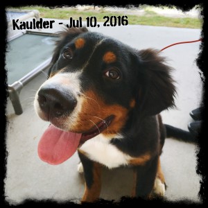 Kaulder