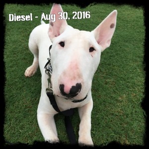 Diesel