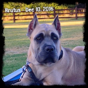 Brutus