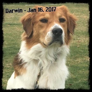 Darwin