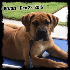 Brutus