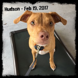 Hudson