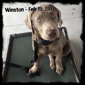 Winston