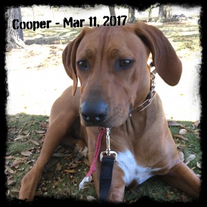 Cooper