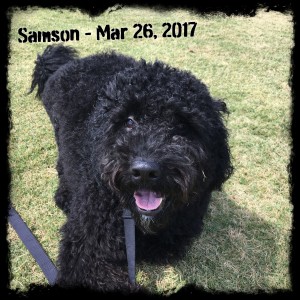 Samson