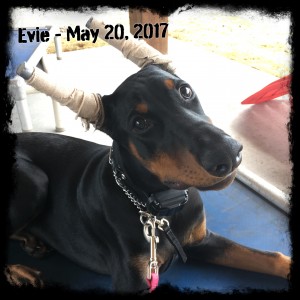 Evie