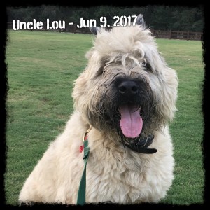 Uncle Lou Oldenhound