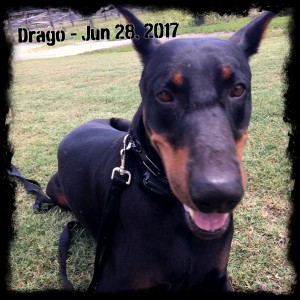 Drago