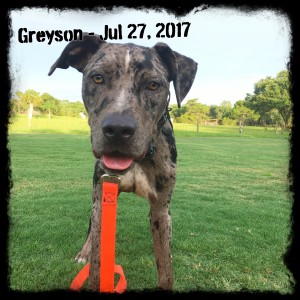 Greyson