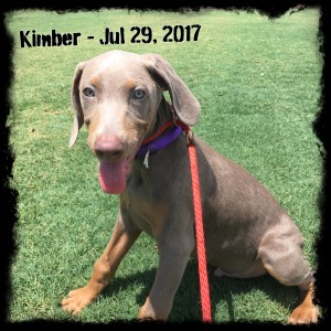 Kimber