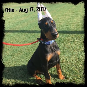 Otis