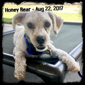 Honey Bear