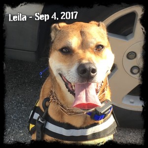 Leila