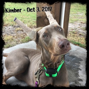 Kimber