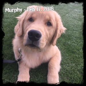 Murphy