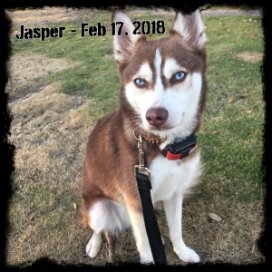 Jasper