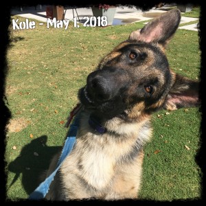 Kole