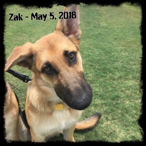 Zak