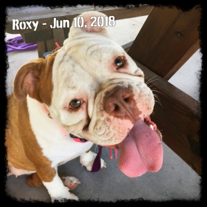 Roxy