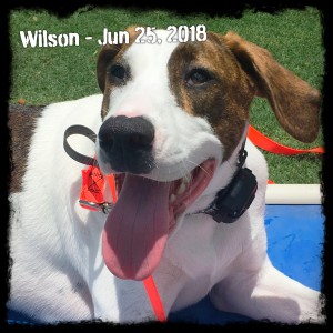 Wilson