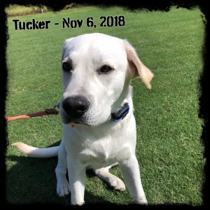 Tucker