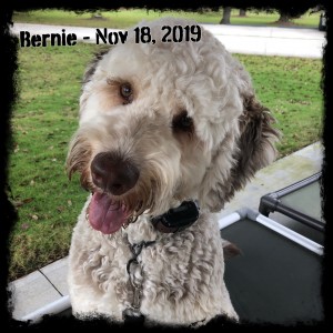 Bernie 