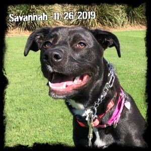 Savannah