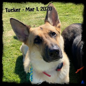 Tucker