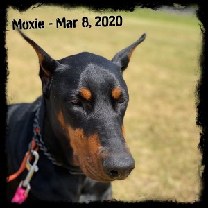 Moxie